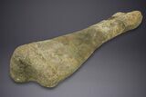 Fossil Sauropod (Camarasaurus) Ulna with Metal Stand - Colorado #350493-3